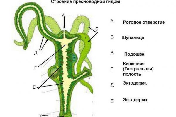 Куплю марихуану бошки гашиш